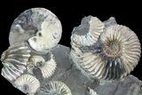 Gorgeous, Tall Iridescent Ammonite Cluster - Russia #78534-2